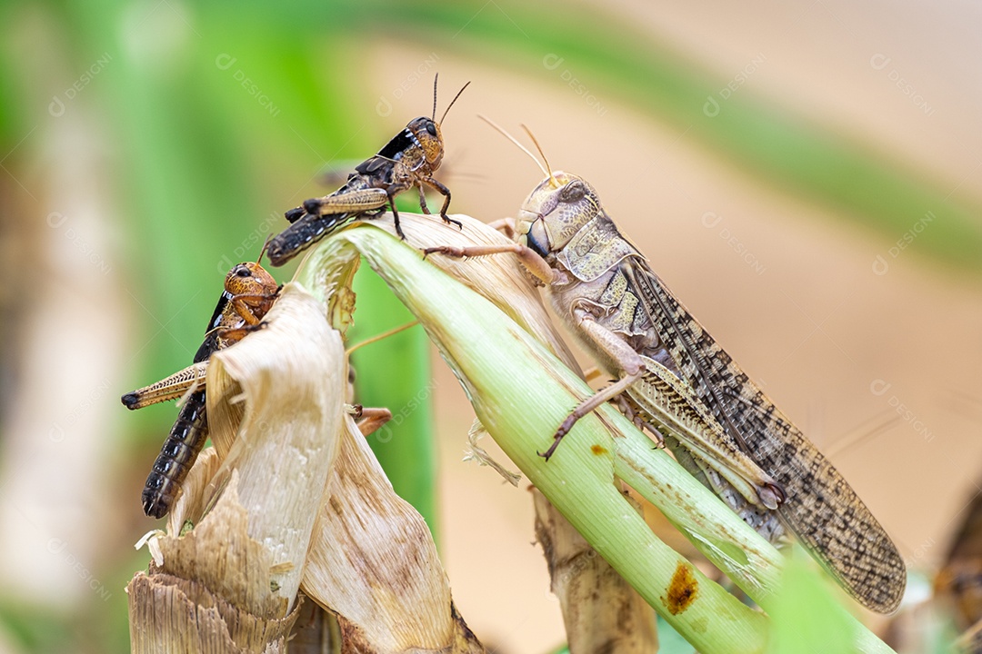Gafanhoto Patanga comendo uma folha com gosto