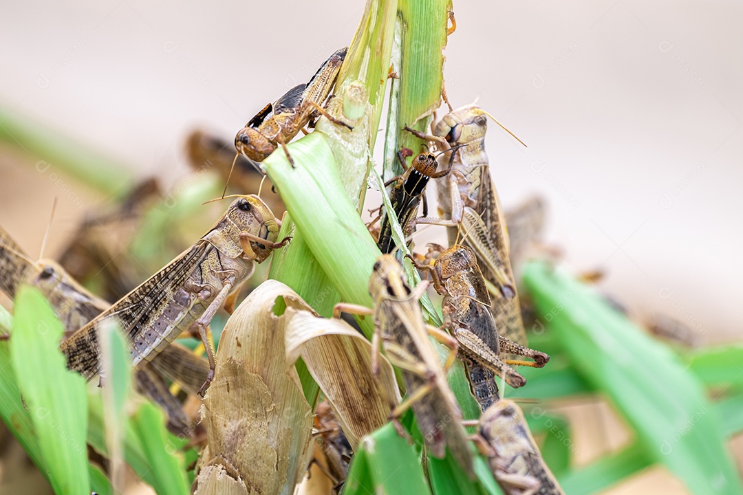Gafanhoto Patanga comendo uma folha com gosto