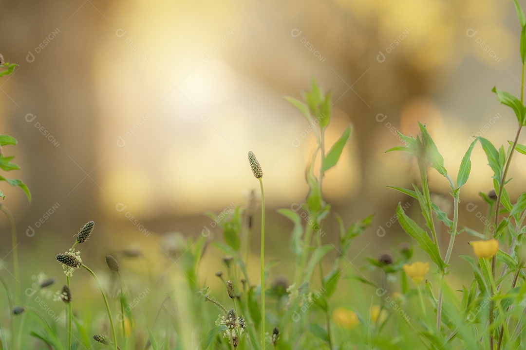 Flor de grama e folhas de grama verde em fundo desfocado de céu laranja ao nascer do sol