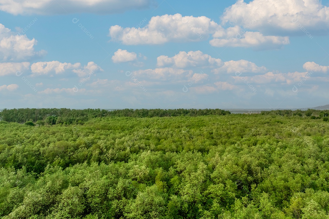 Floresta de mangue verde captura dióxido de carbono