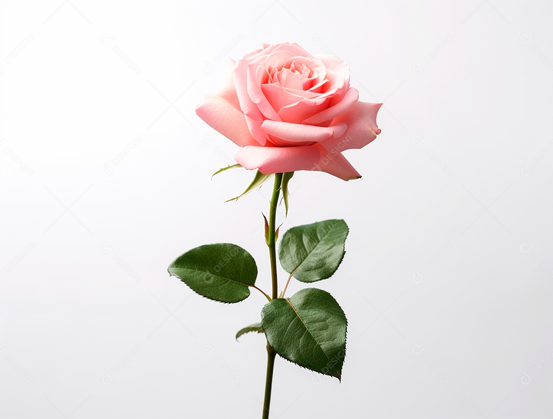 Linda rosa sobre fundo branco.