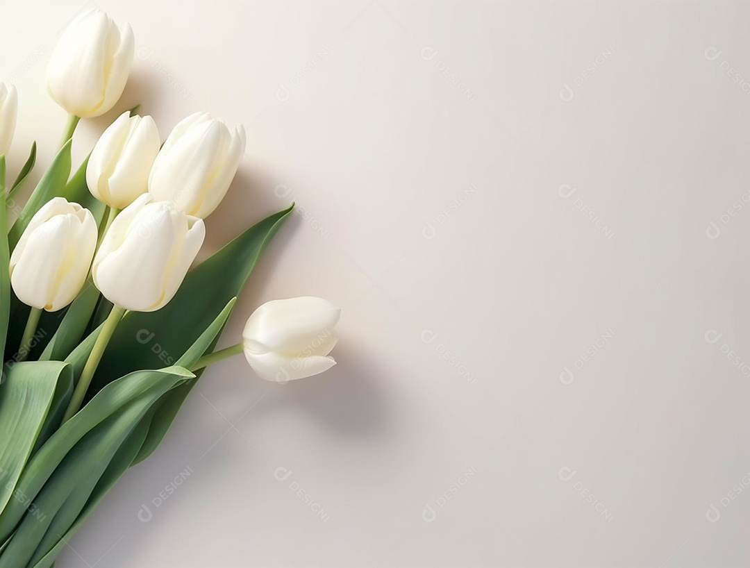 Flores de tulipas sobre fundo branco.