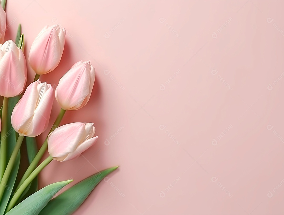 Flores de tulipas sobre fundo rosa.