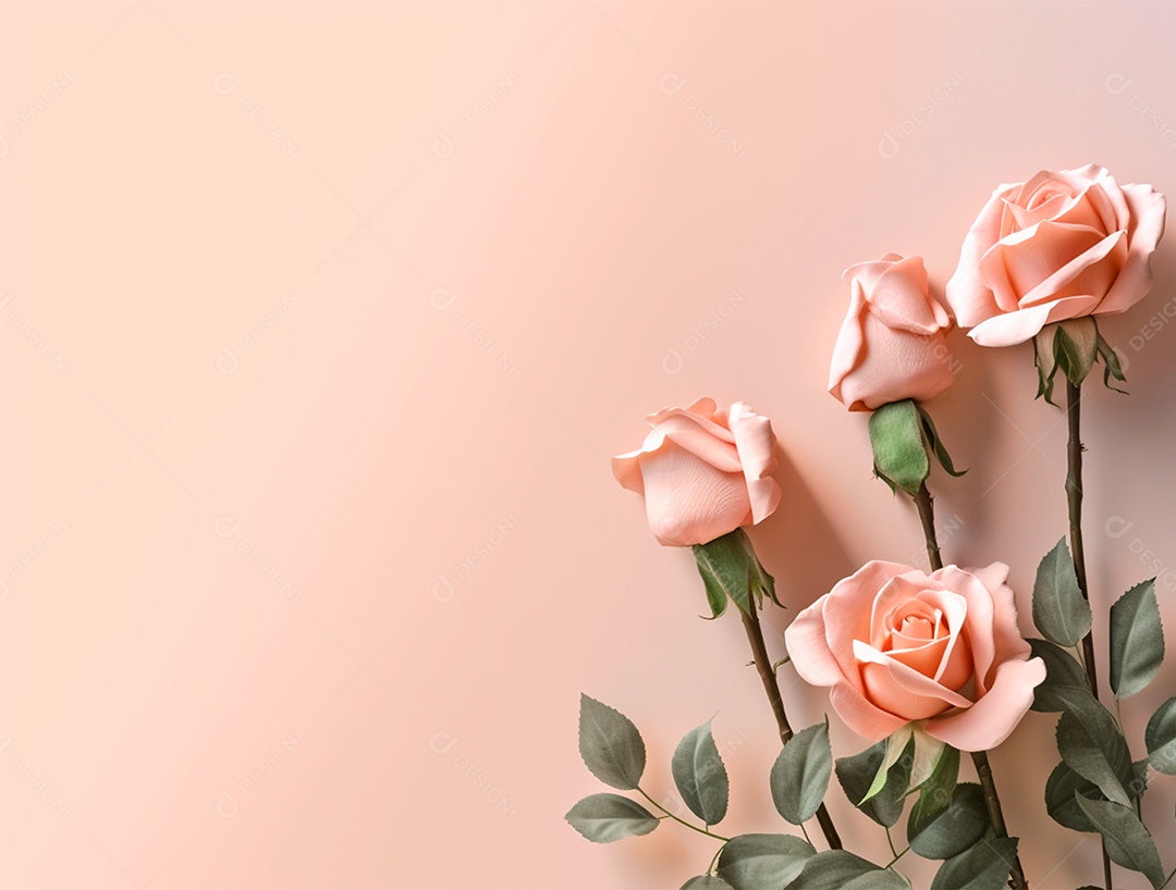 Lindas rosas sobre fundo isolado rosa.