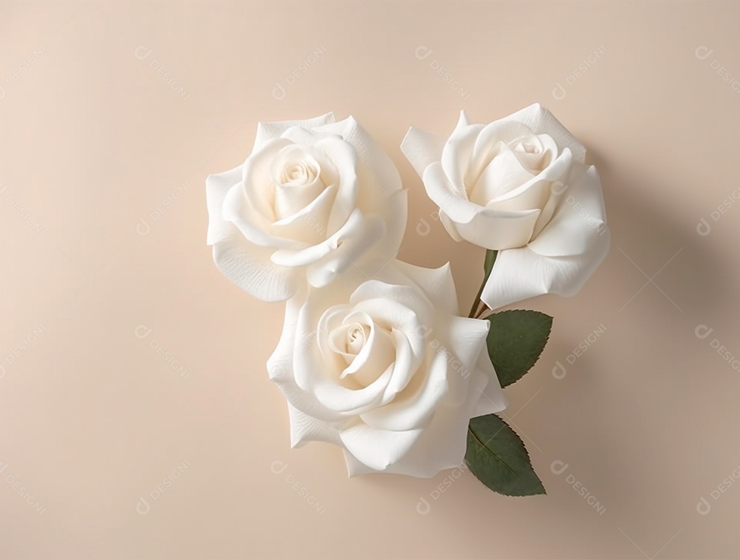 Rosas brancas sobre fundo isolado.