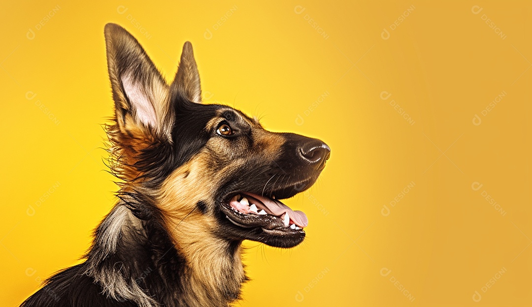 Cachorro sobre fundo isolado amarelo