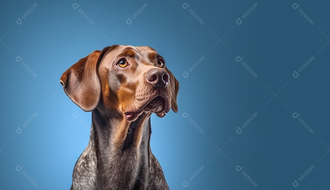 Cachorro marrom sobre fundo isolado azul.