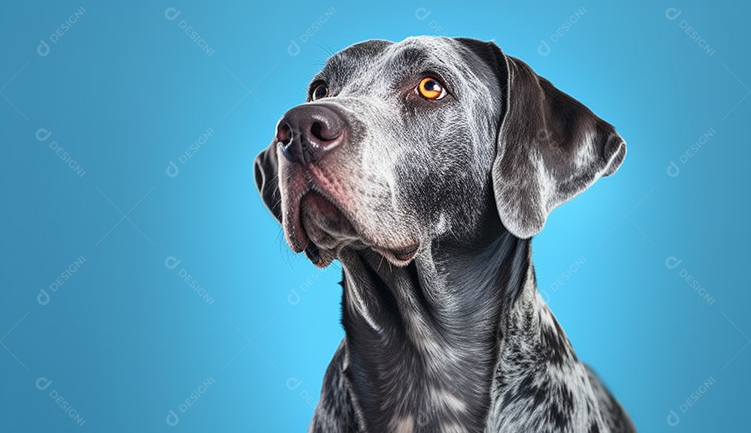 Cachorro sobre fundo isolado azul.