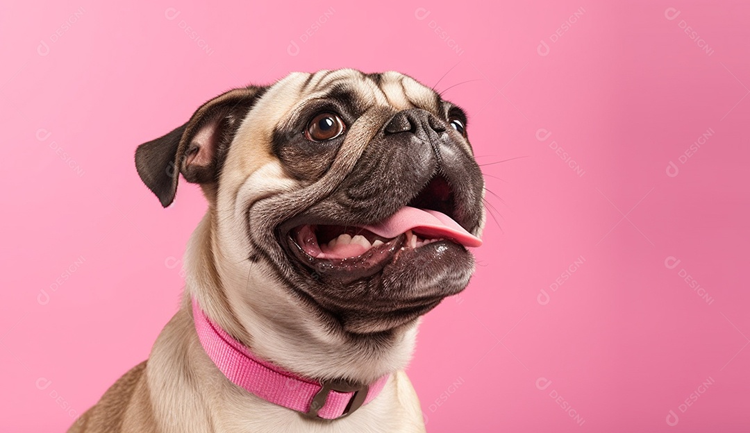 Buldogue cachorro sobre fundo isolado rosa.