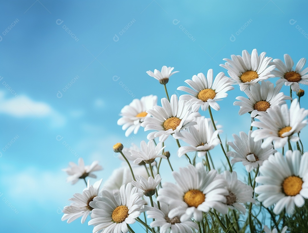 Lindas flores de margaridas sobre fundo isolado.