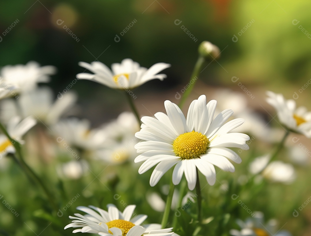 Lindas flores de margaridas sobre fundo desfocado.
