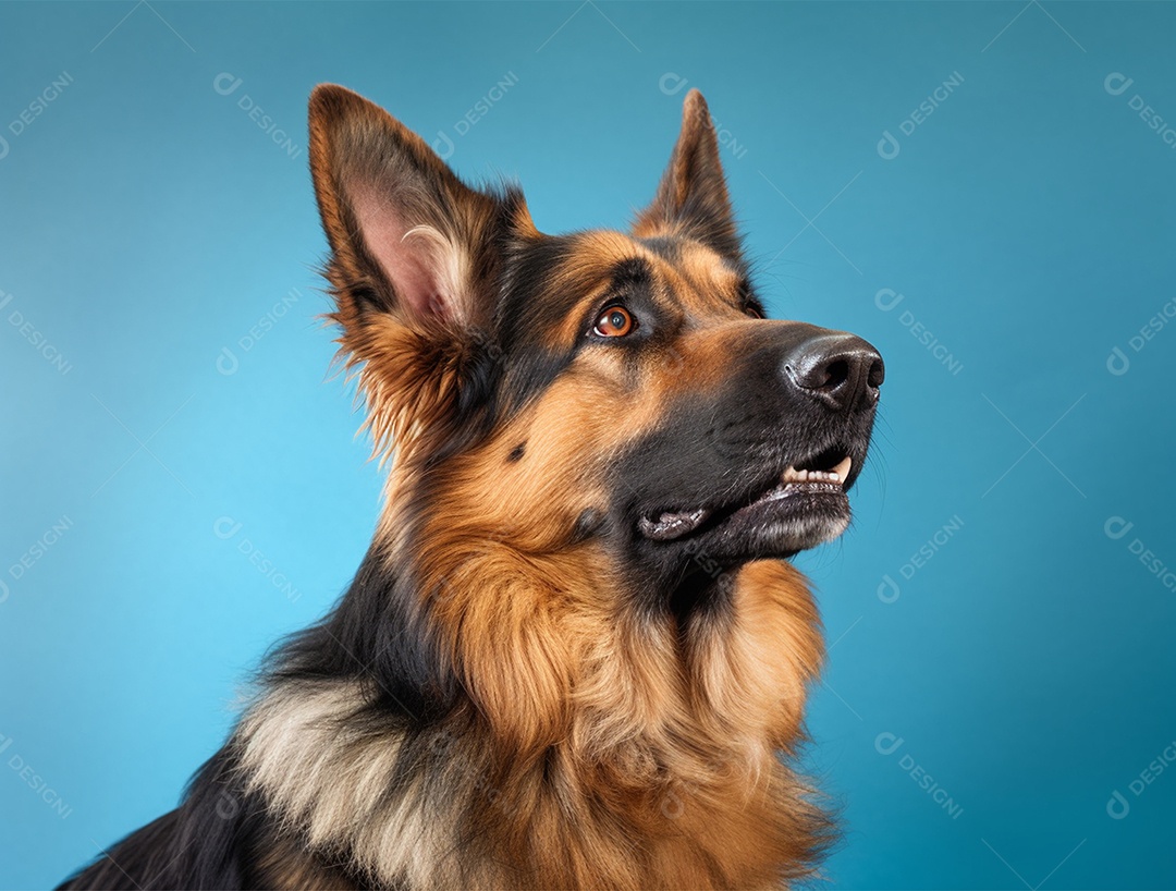 Cachorro de raça sobre fundo isolado azul.