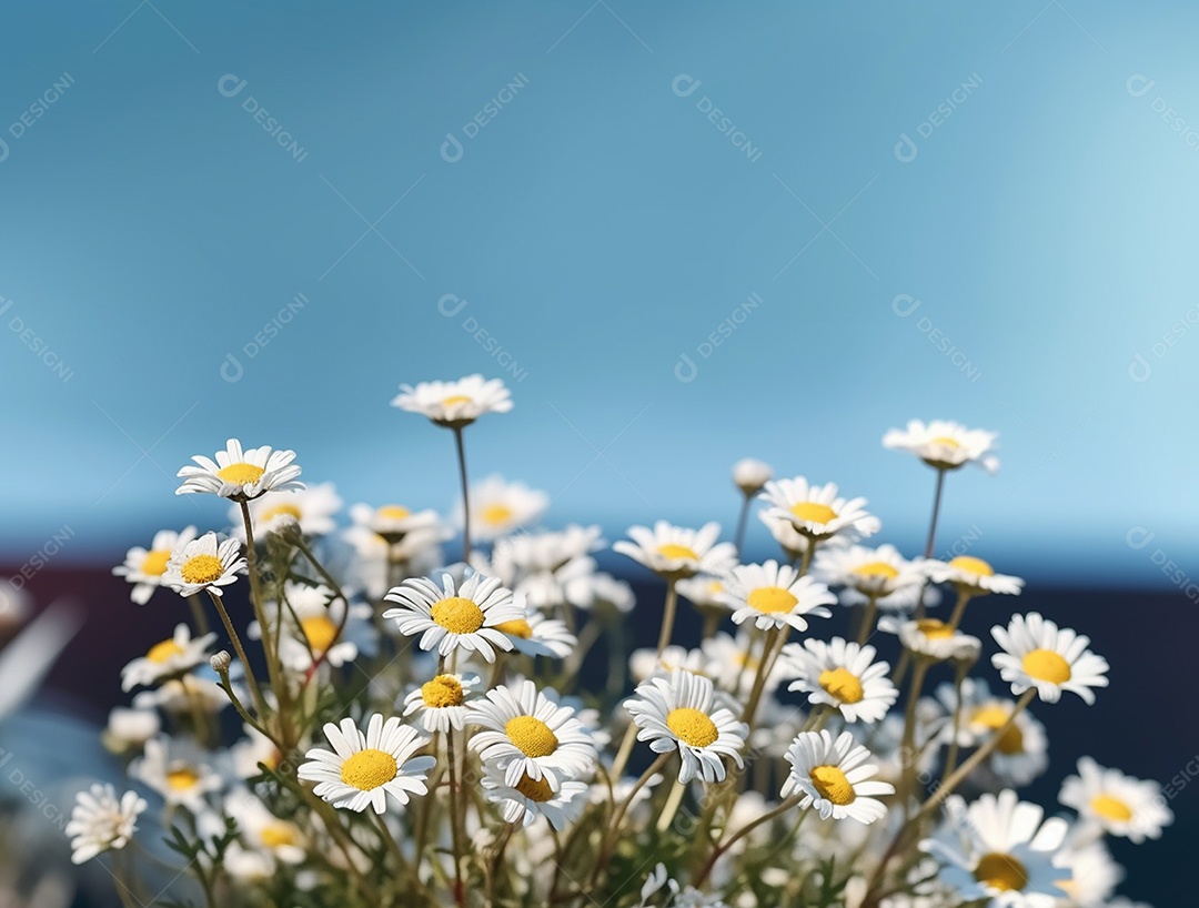 Lindas flores de margaridas sobre fundo isolado azul.