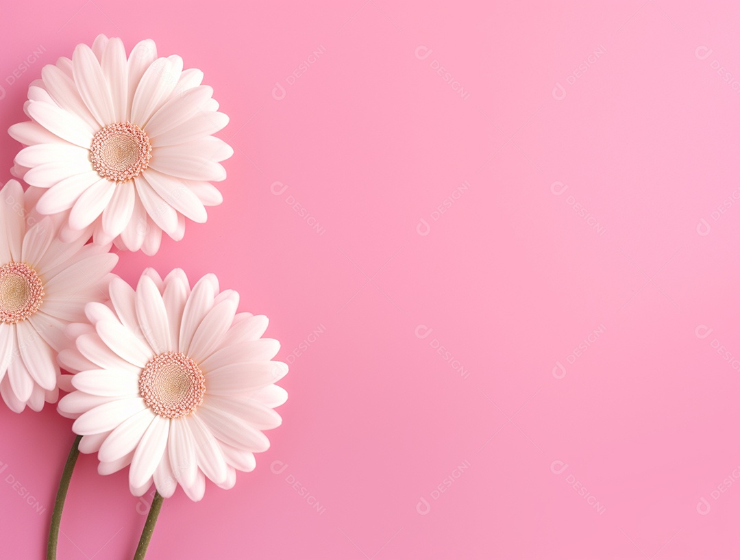 Flores brancas sobre fundo isolado rosa.