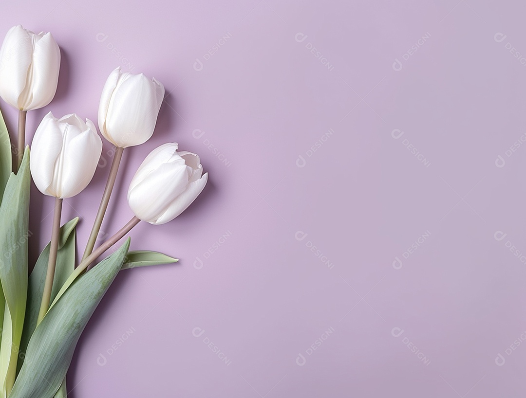 Flores de tulipas sobre fundo lilás.