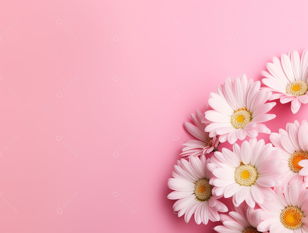 Flores brancas sobre fundo isolado rosa.