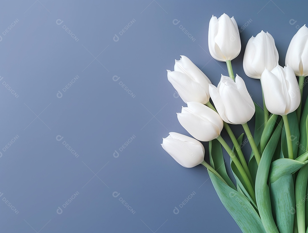 Flores de tulipas brancas sobre fundo cinza.