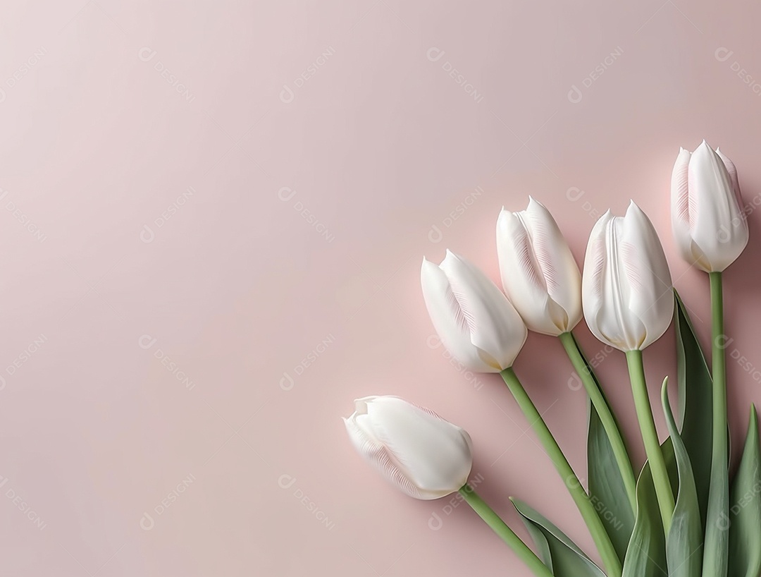 Flores de tulipas branca sobre fundo isolado.