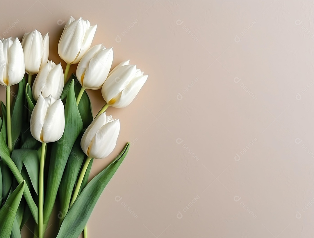 Flores de tulipas sobre fundo branco.