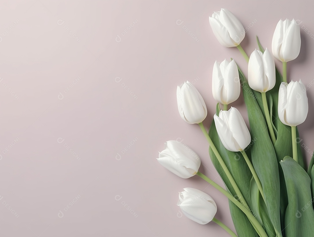 Flores de tulipas sobre fundo branco.