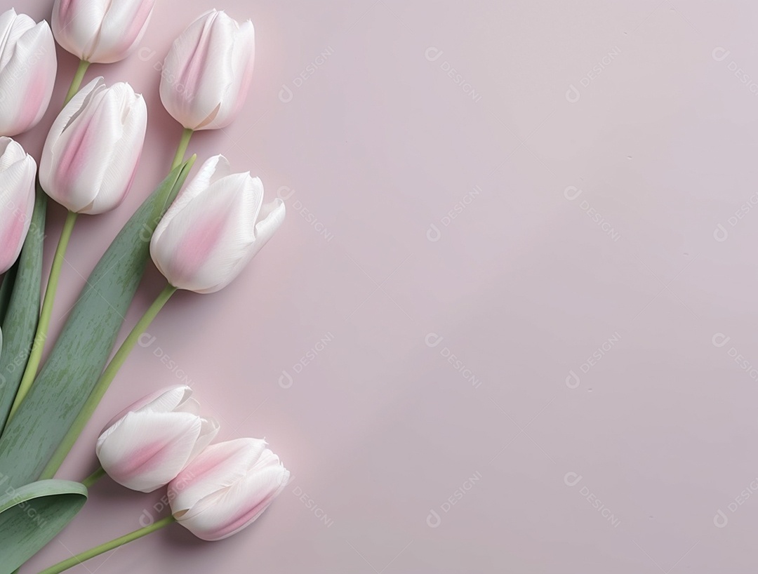 Flores de tulipas  brancas sobre fundo isolado.