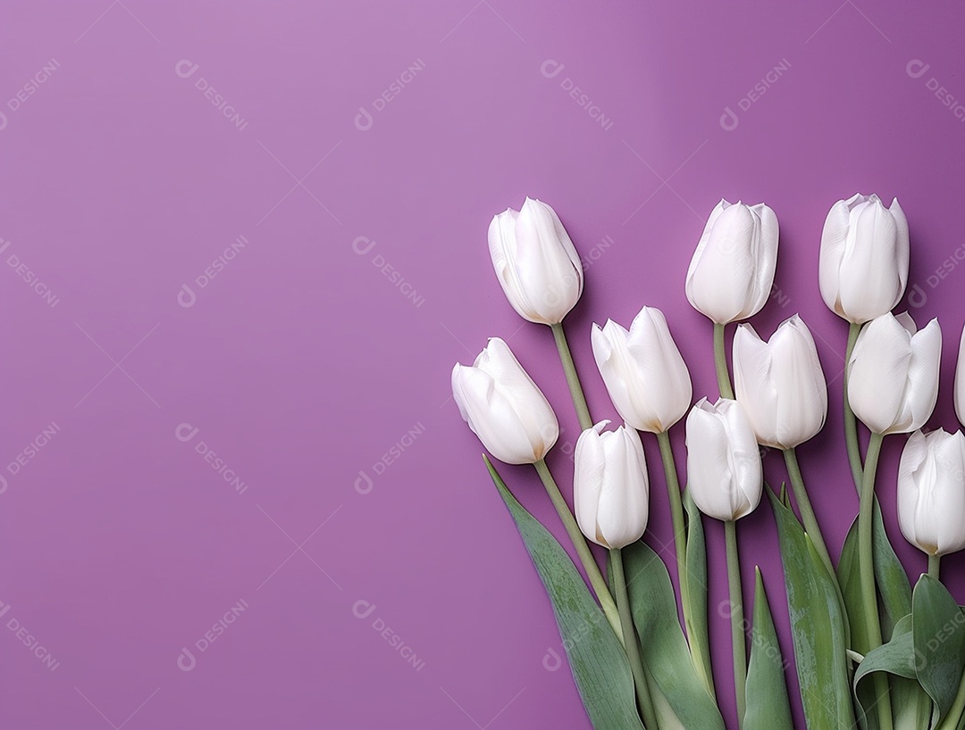 Flores de tulipas branco sobre fundo lilás.