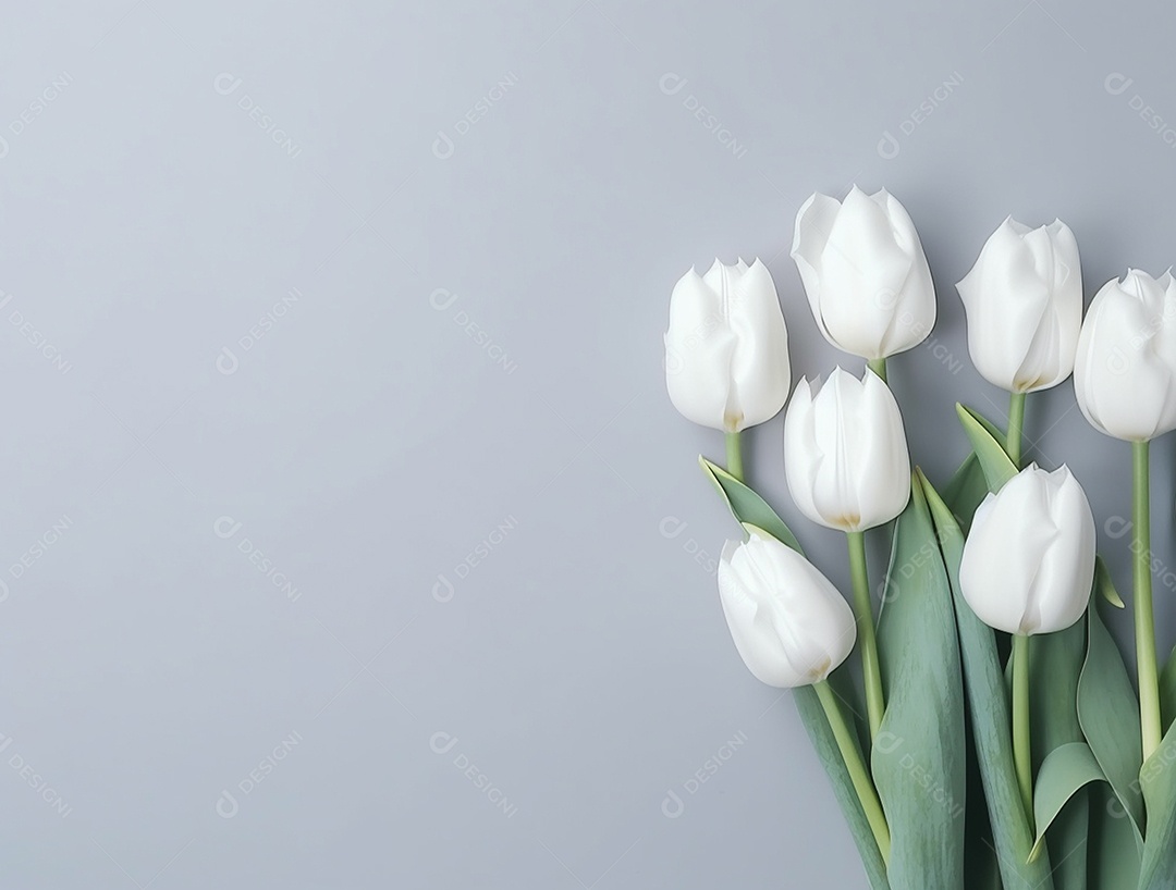Flores de tulipas brancas sobre fundo cinza.