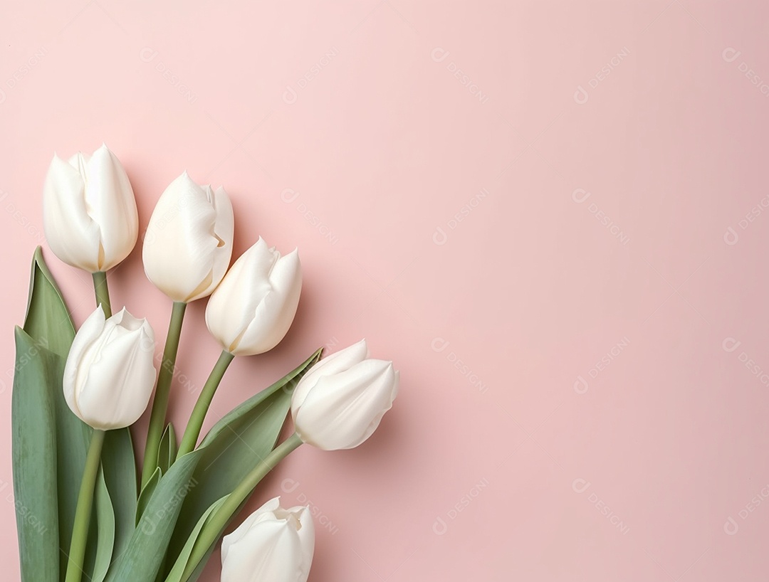 Flores de tulipas brancas sobre fundo isolado.