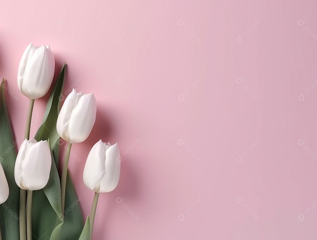 Flores de tulipas brancas sobre fundo.