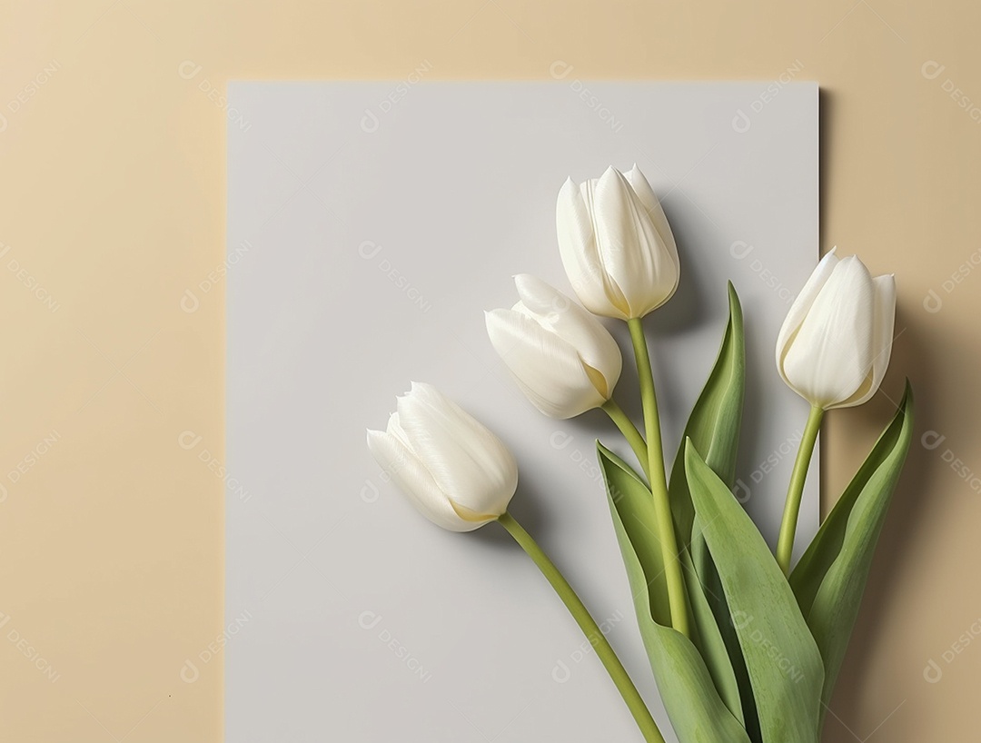 Flores tulipas brancas sobre fundo isolado.