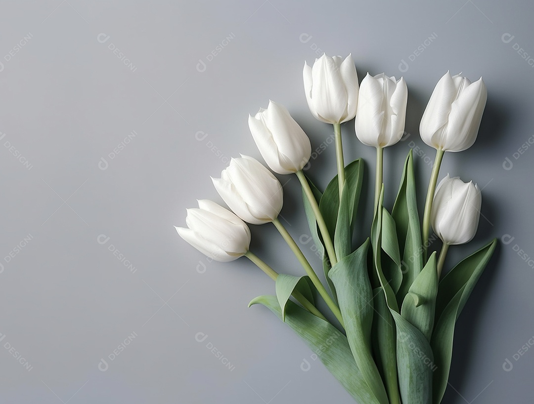 Flores de tulipas brancas sobre fundo cinza.
