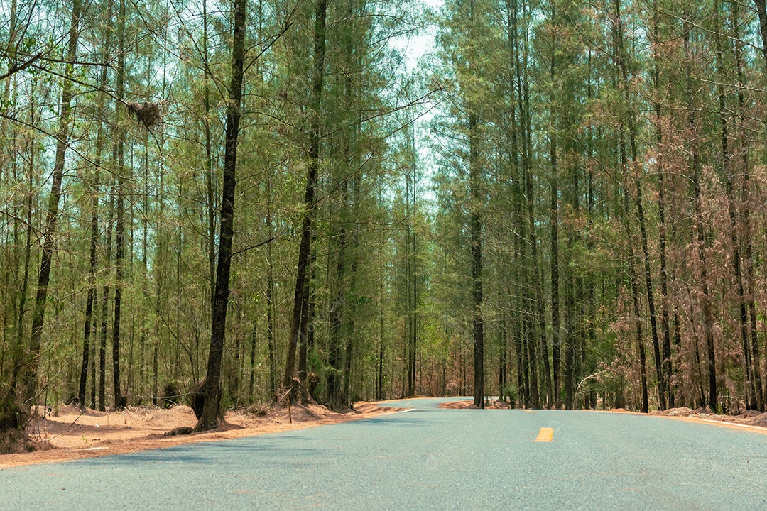 Paisagem de estrada e floresta de pinheiros