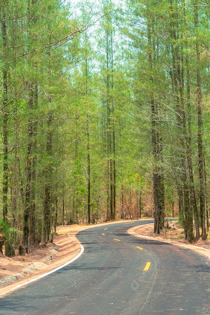 Paisagem de estrada e floresta de pinheiros