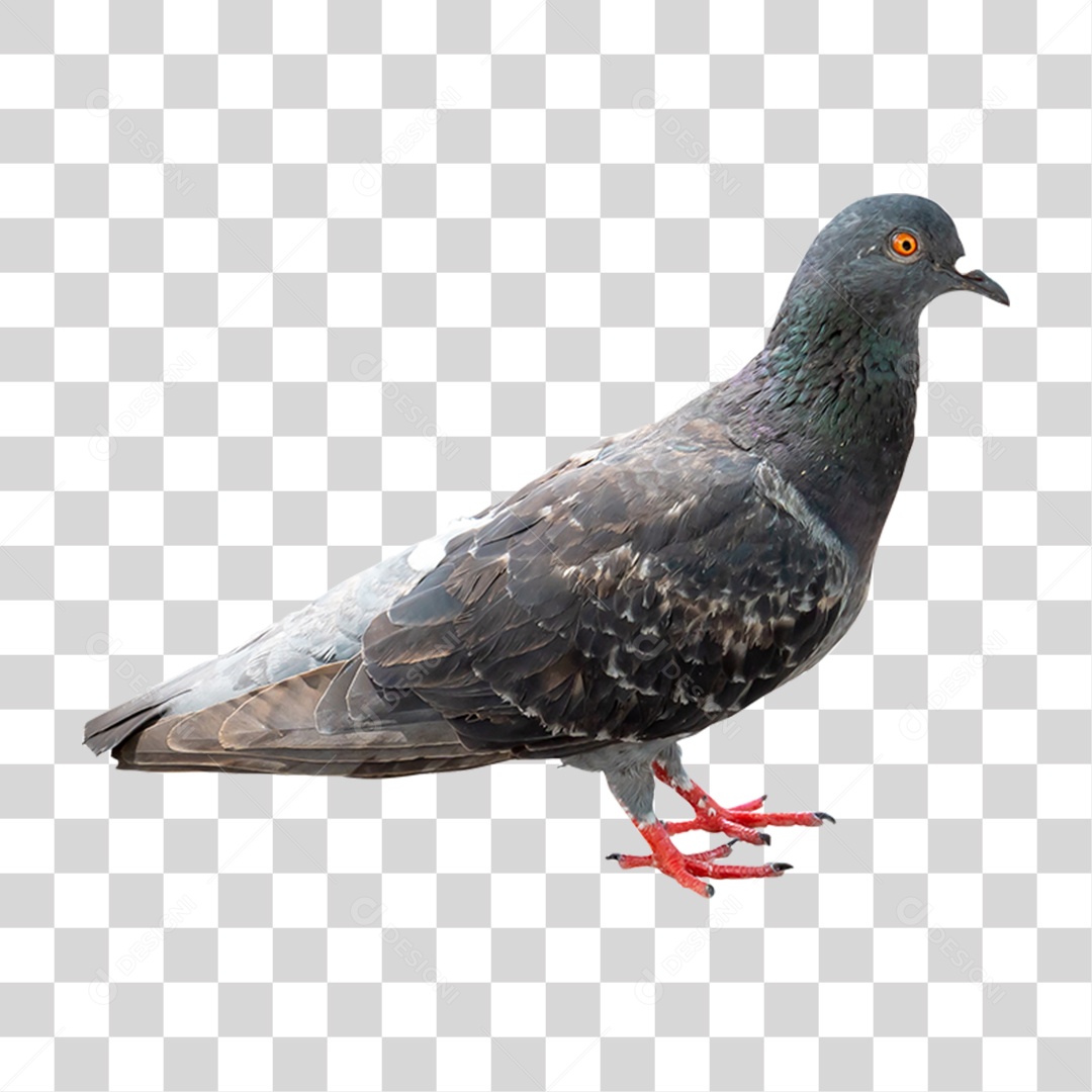 Pombo Azul PNG Transparente