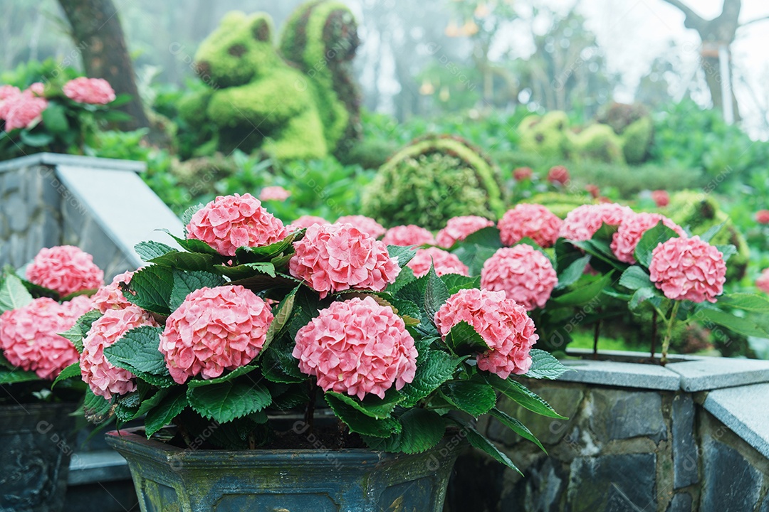 Flor de hortênsia rosa ou Hydrangea macrophylla florescendo no jardim primavera