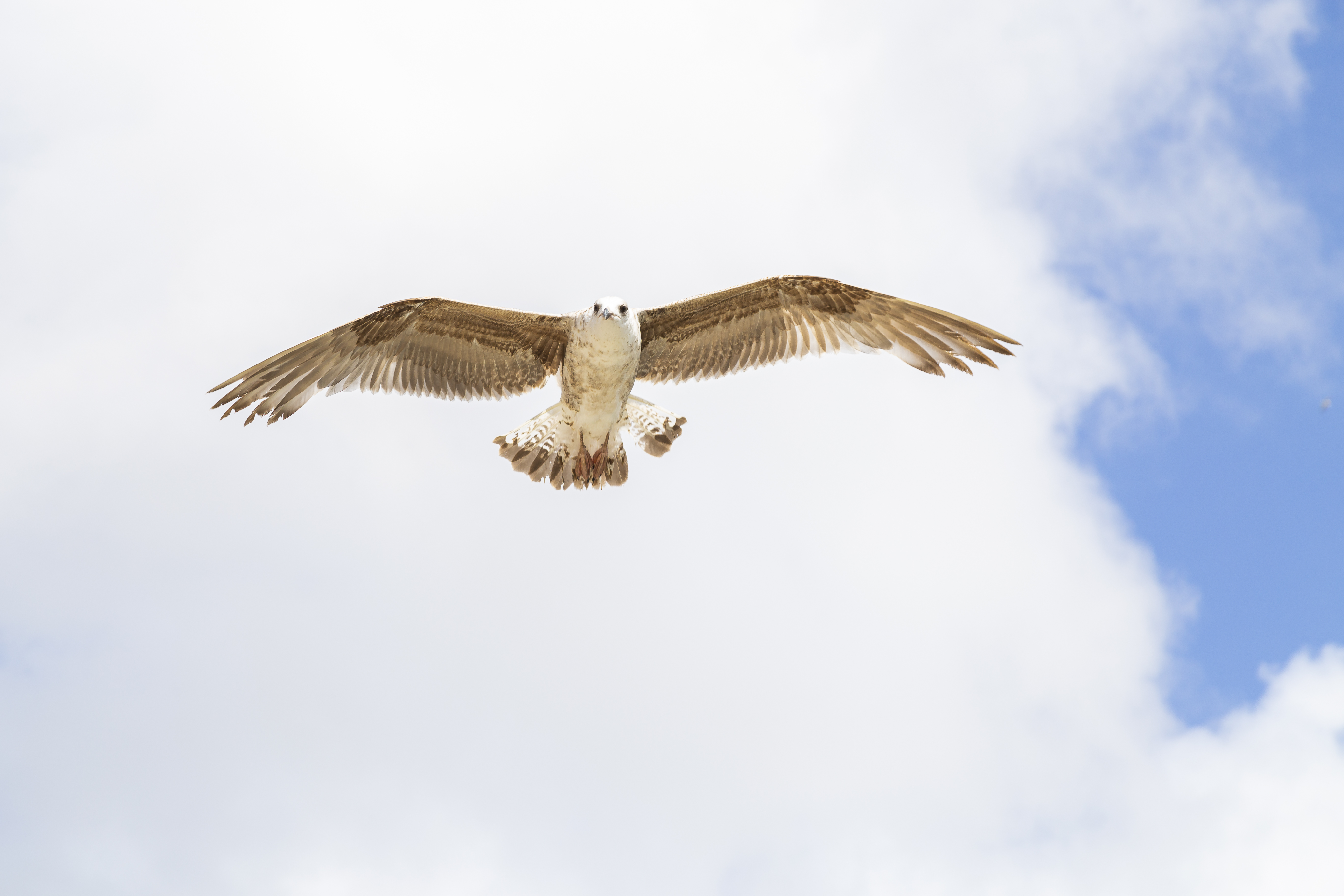 Pássaro gaivota voando com asas abertas e céu azul