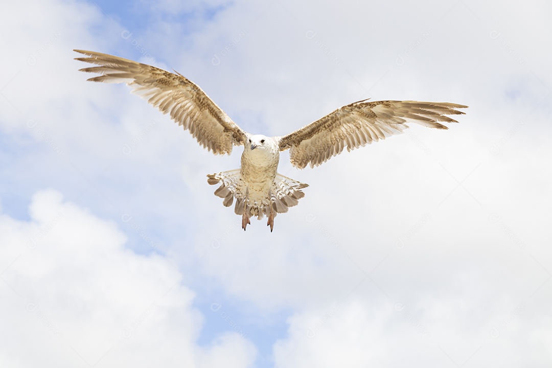 Pássaro gaivota voando com asas abertas e céu azul