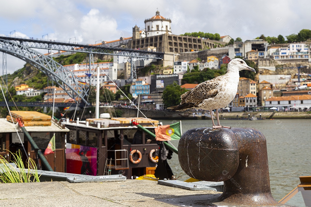 Gaivota cinzenta pousada em um atracadouro