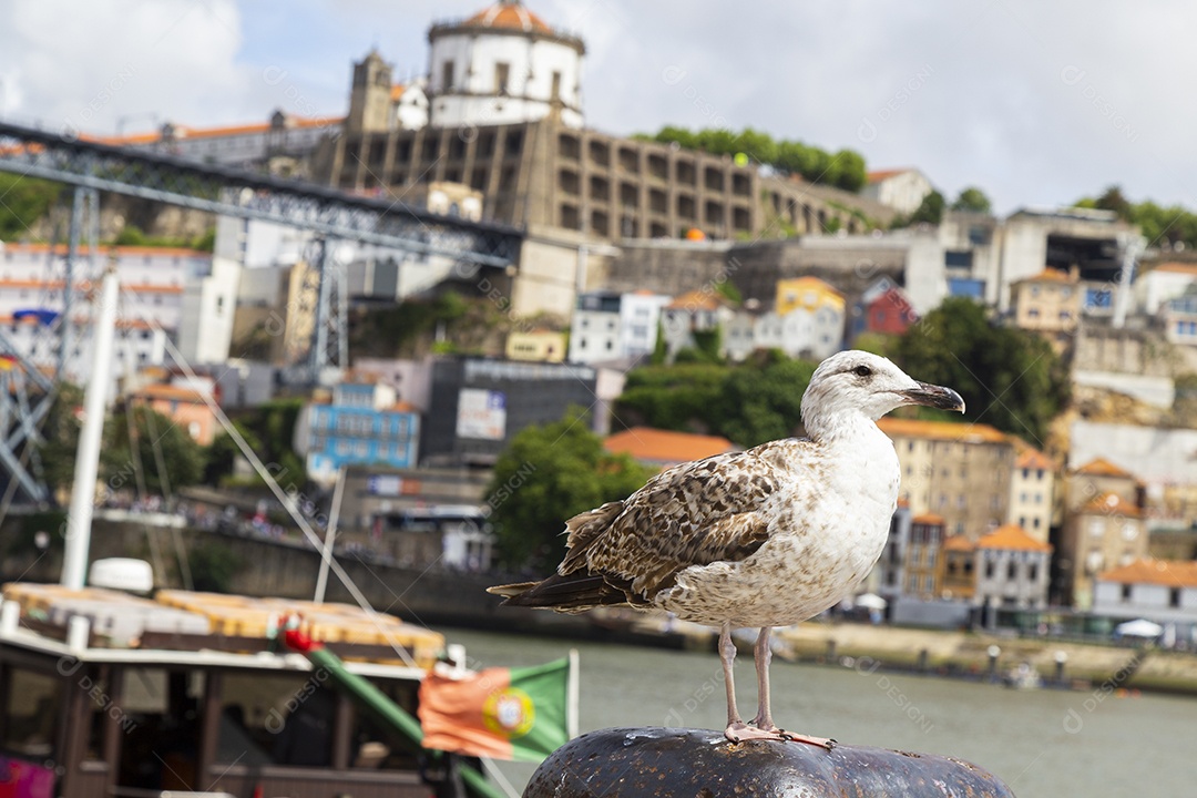 Pássaro gaivota cinzenta descansando junto ao rio Douro com o mosteiro e a ponte