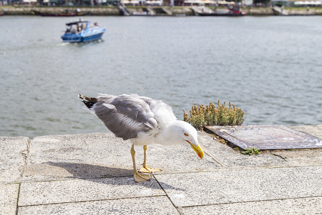 Gaivota na beira de rio
