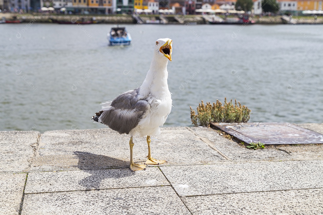Gaivota chamando atenção fazendo barulho pedindo comida