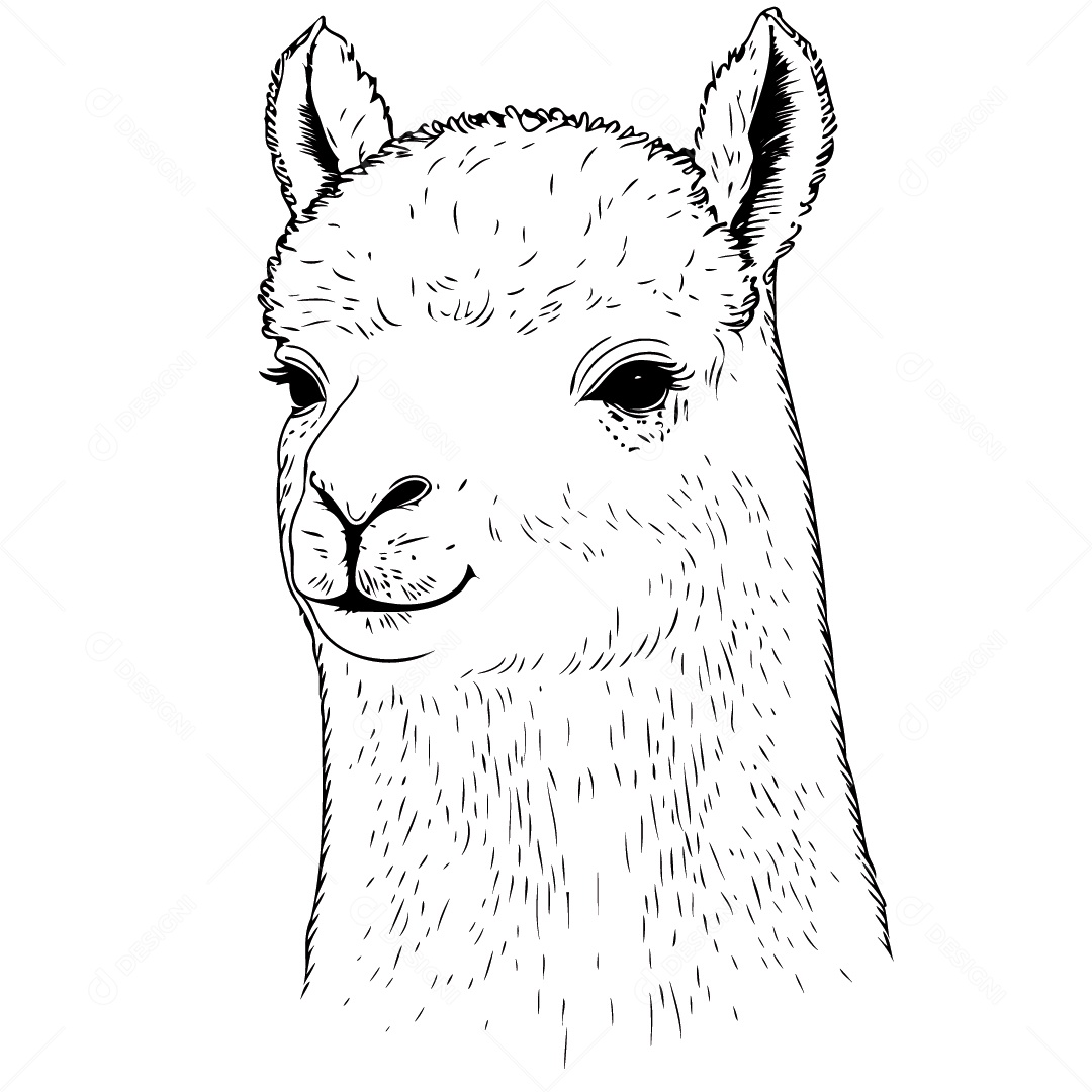 Camelídeo Chamada Alpaca Animal Cabeça Isolada Colorida Ilustração Vetorial Vetor EPS