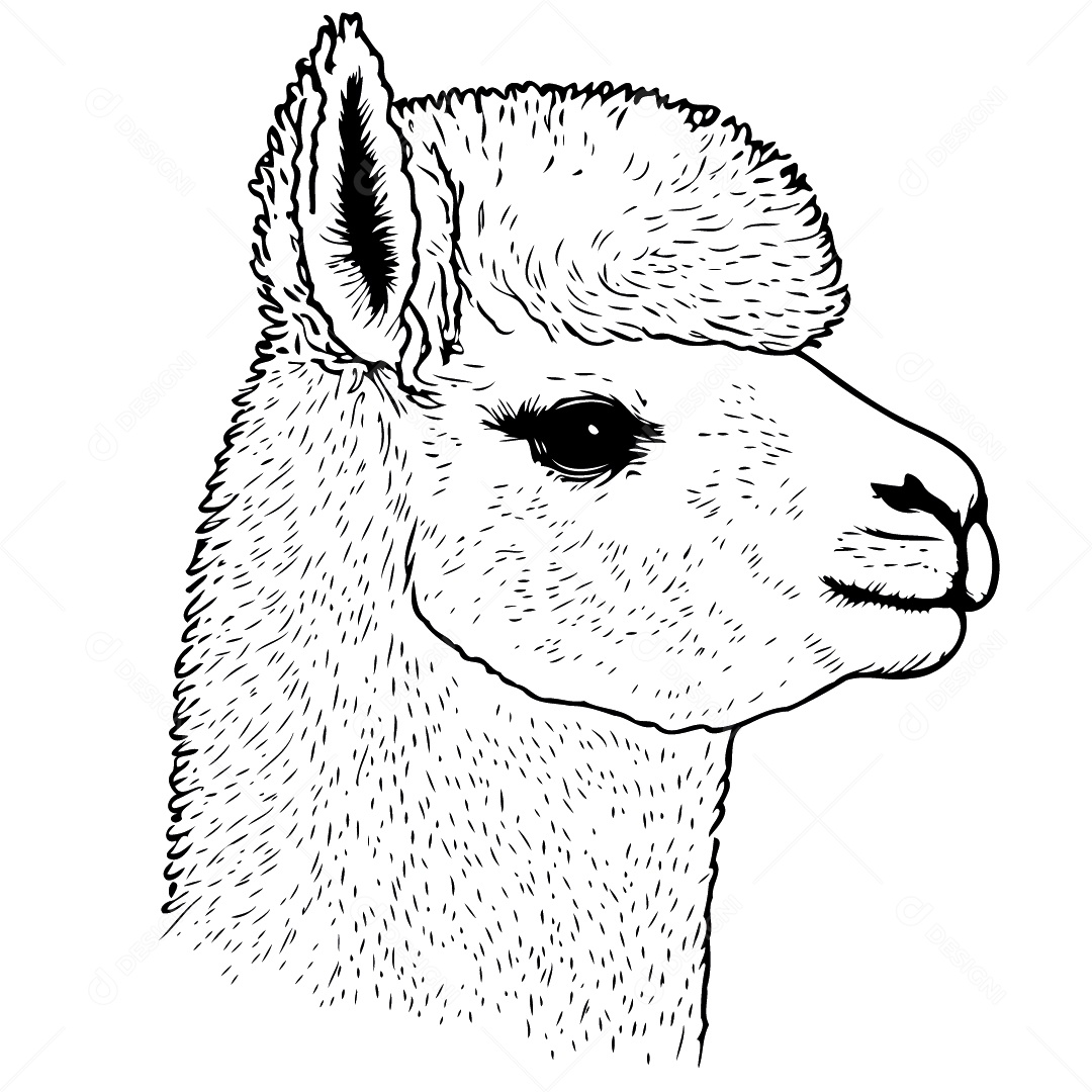 Camelídeo Chamada Alpaca Animal Cabeça Isolada Colorida Ilustração Vetorial Vetor EPS