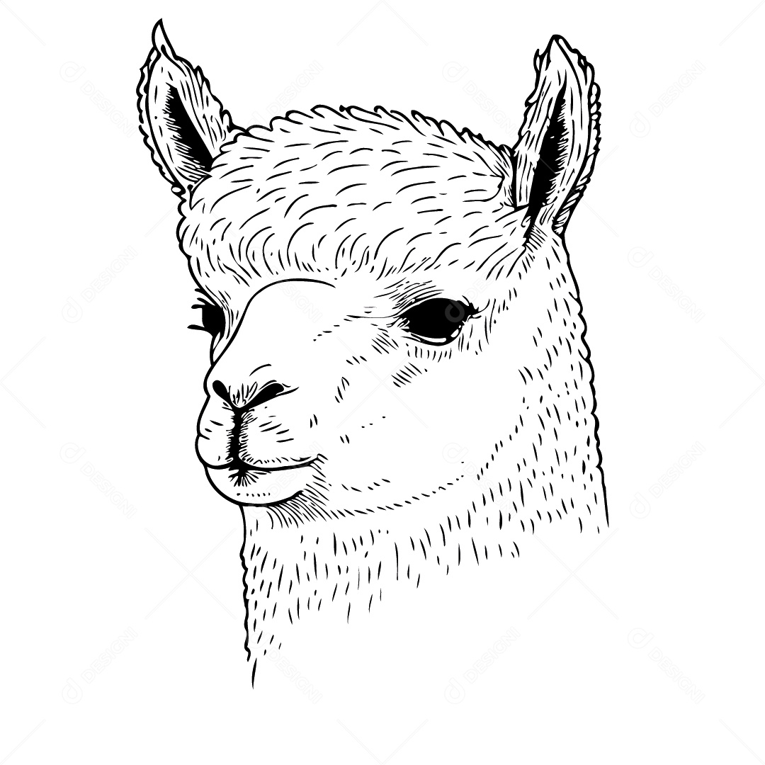 Camelídeo Chamada Alpaca Animal Cabeça Isolada Colorida Ilustração Vetorial Vetor EPS