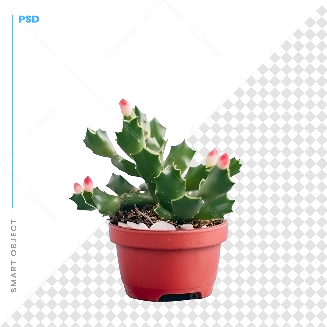Cacto Em Vaso De Planta PSD