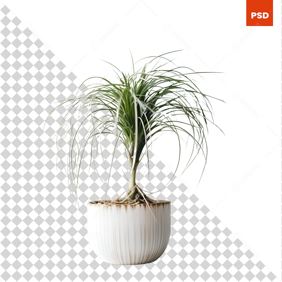 Bela Planta de Casa Em Vaso  PSD