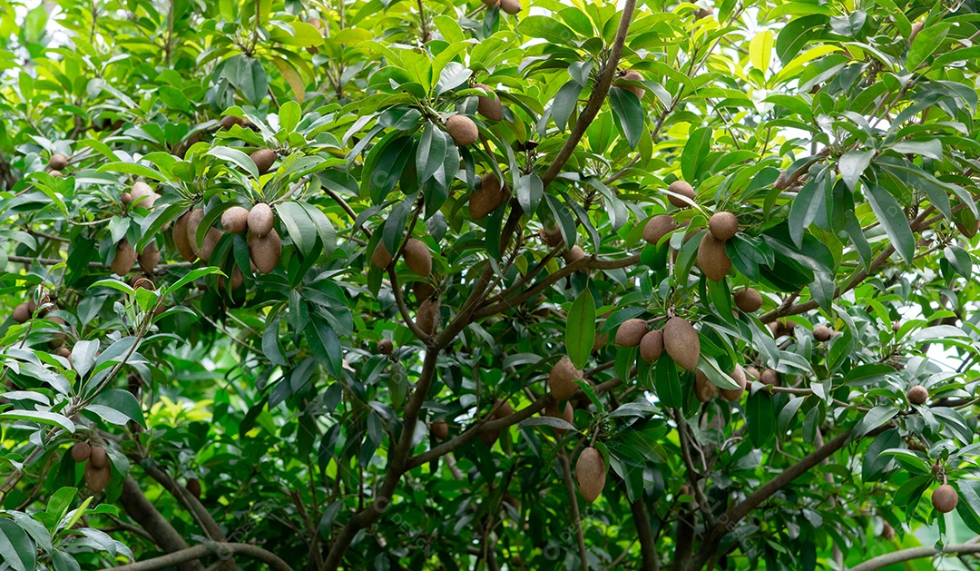 Árvore de sapoti com frutos jovens e folhas verdes