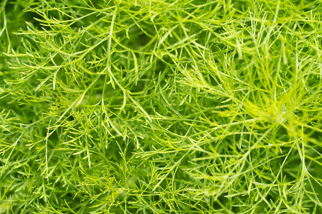 Folhas verdes de planta ornamental no jardim fundo de textura de folha verde pequena de quadro completo