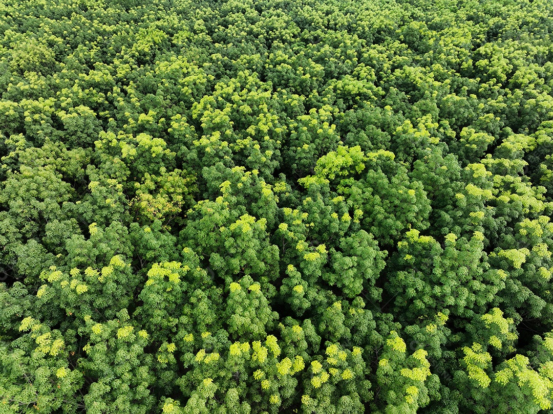 Vista aérea superior de floresta verde para venda de crédito de carbono