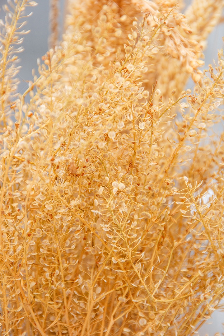 trigo desidratado usado para decoração.